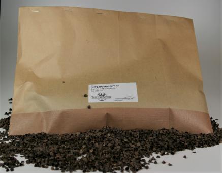 Florfliegenlarven-Larven auf Buchweizenspelzen 1.000Stck. 