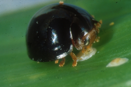 Chilocorus nigritus Adulte 25 Stck. 