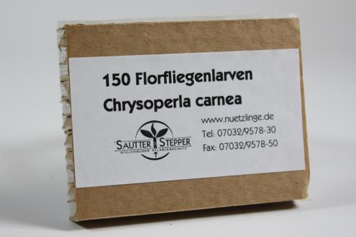 Florfliegenlarven gegen Blattläuse u.a. 150 Stück 