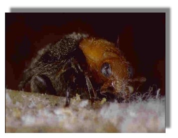 Australische Marienkäfer 25 Stück (Cryptolaemus) 