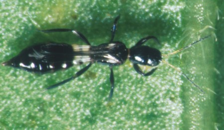 Exochomus quad. Larven 50 Stck. 