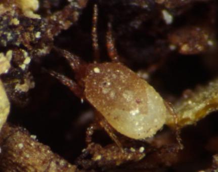 Raubmilben gegen Schlangen-/Vogelmilben 12.500 Stck. 
