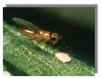 Leptomastix dactylopii 25 Stück 