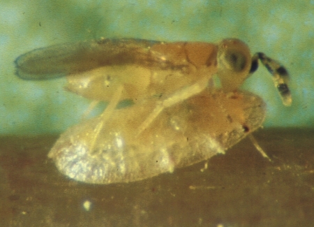 Metaphycus flavus 100 Stück 