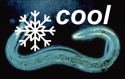 Nematoden "cool" gegen Dickmaulrüssler  50Mio. für 100 m² 