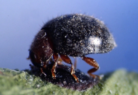 Rhyzobius loph. Adulte 25 Stck. 