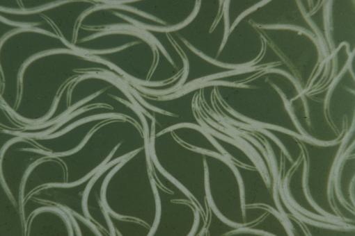 Nemaslug-Nematoden gegen Schnecken 6  Mio. für 20 m² 