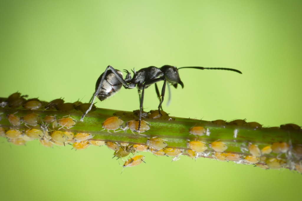 Steinernema Ameisenfrei 50 Mio. 