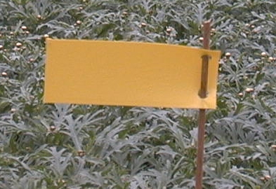 Gelbtafeln 20 Stück (5x12 cm) 