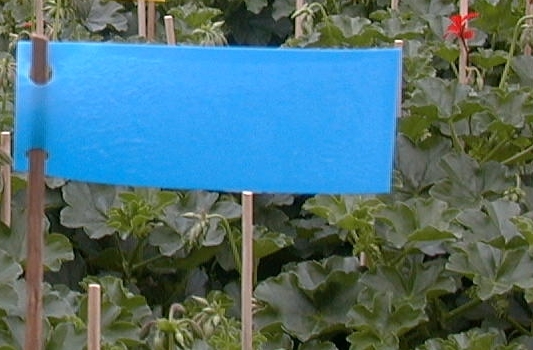 Blautafeln 20 Stück (5x12 cm) 