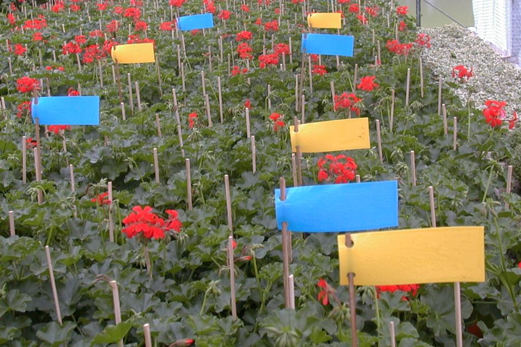 Blautafeln/Gelbtafeln je 10 Stück (5x12 cm) 