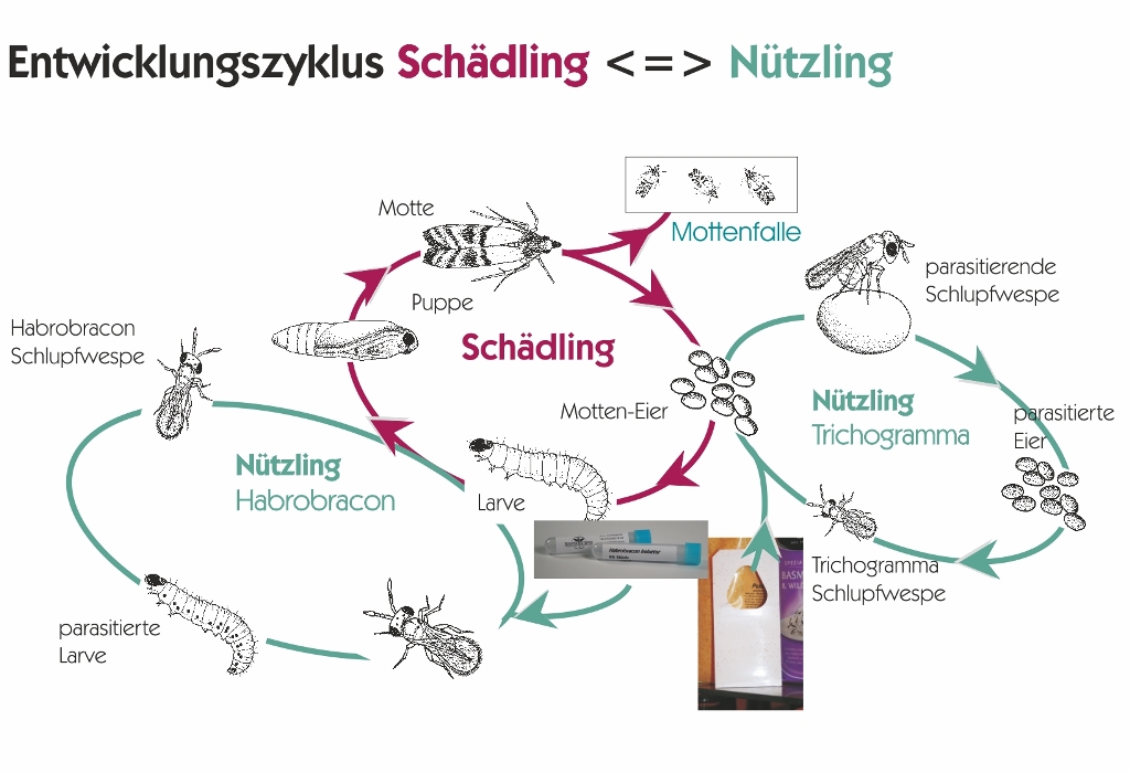 Trichogr. g.Speisemotten 3 Lief.je 12 Kärtchen 