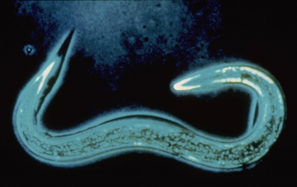 HB Nematoden gegen Dickmaulrüssler u.a. 12 Mio für 24 m² 