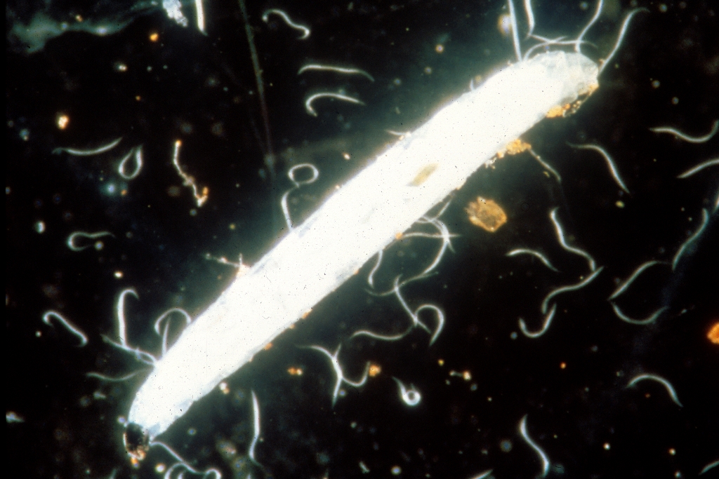 SF Nematoden gegen Trauermücken 12 Mio. für 24 m² 