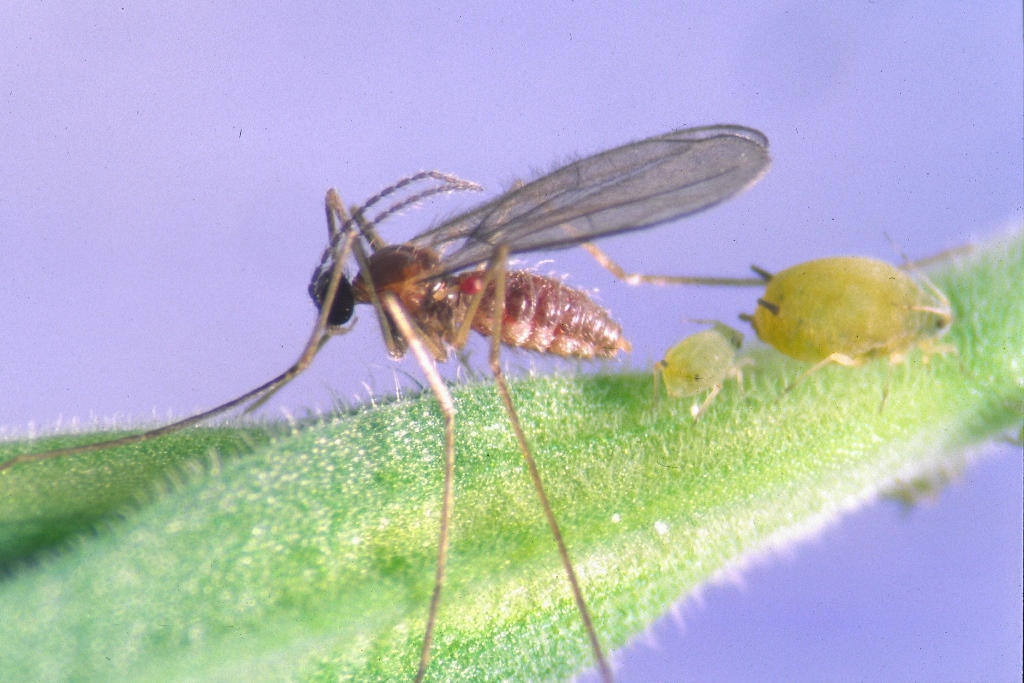 Gallmücken (Aphidoletes) 200 Stück 