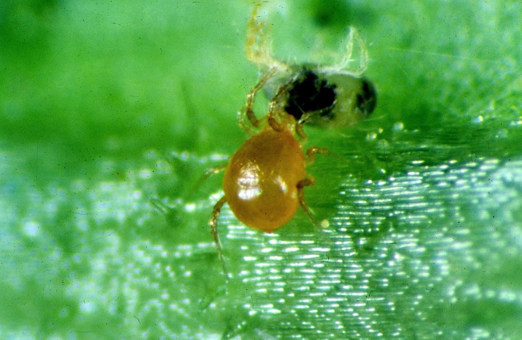 Raubmilben (Phytoseiulus) gegen Spinnmilben 200 Stück 