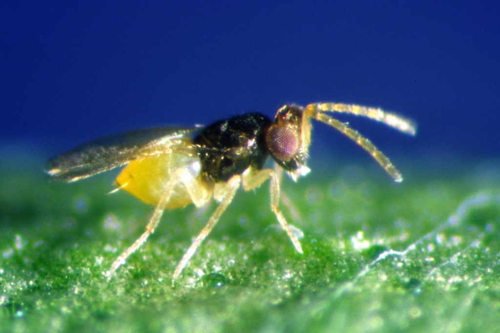 Schlupfwespen gegen Weiße Fliege 600 Stück 