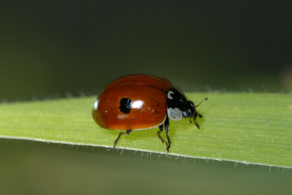 Adalia bipunctata 30 Larven 