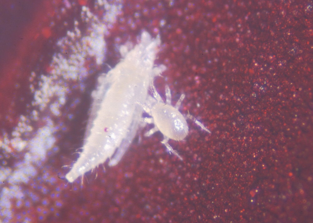 Amblyseius californicus 500 Stück 