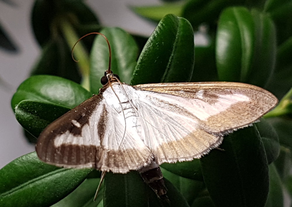 Buchsbaumzünsler Falle Nachfüllset 2 Kapseln, 2 Leimböden 