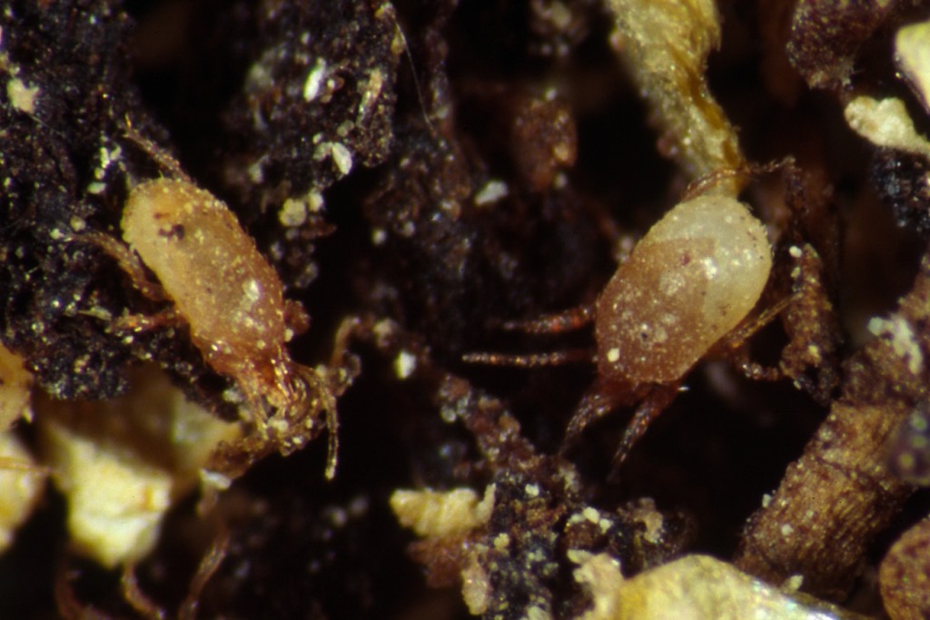 Hypoaspis miles 12.500 Stck. 