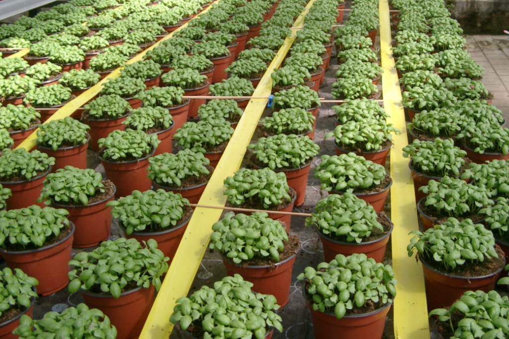 Rollfolie gelb 5 cm x 100 m 