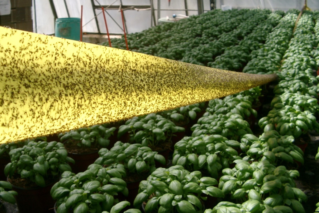 Rollfolie gelb 15 cm x 100 m 