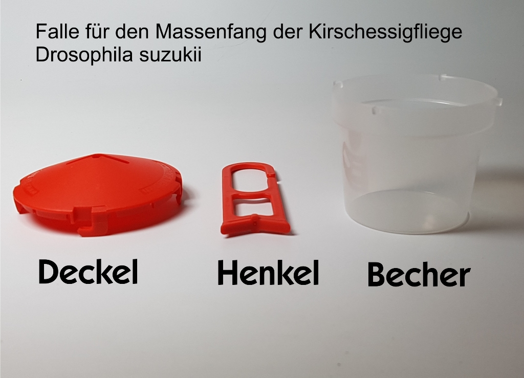 Falle für Kirschessigfliege Drosophila suzukii 