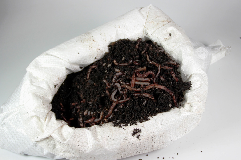 Kompostwürmer 1 kg #SEPERATE LIEFERUNG!# 