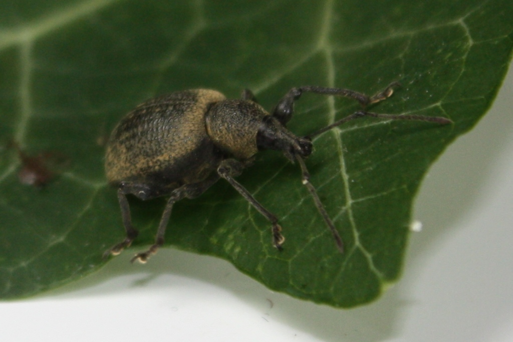 HB Nematoden gegen Dickmaulrüssler u.a.  6 Mio. für 12 m² 