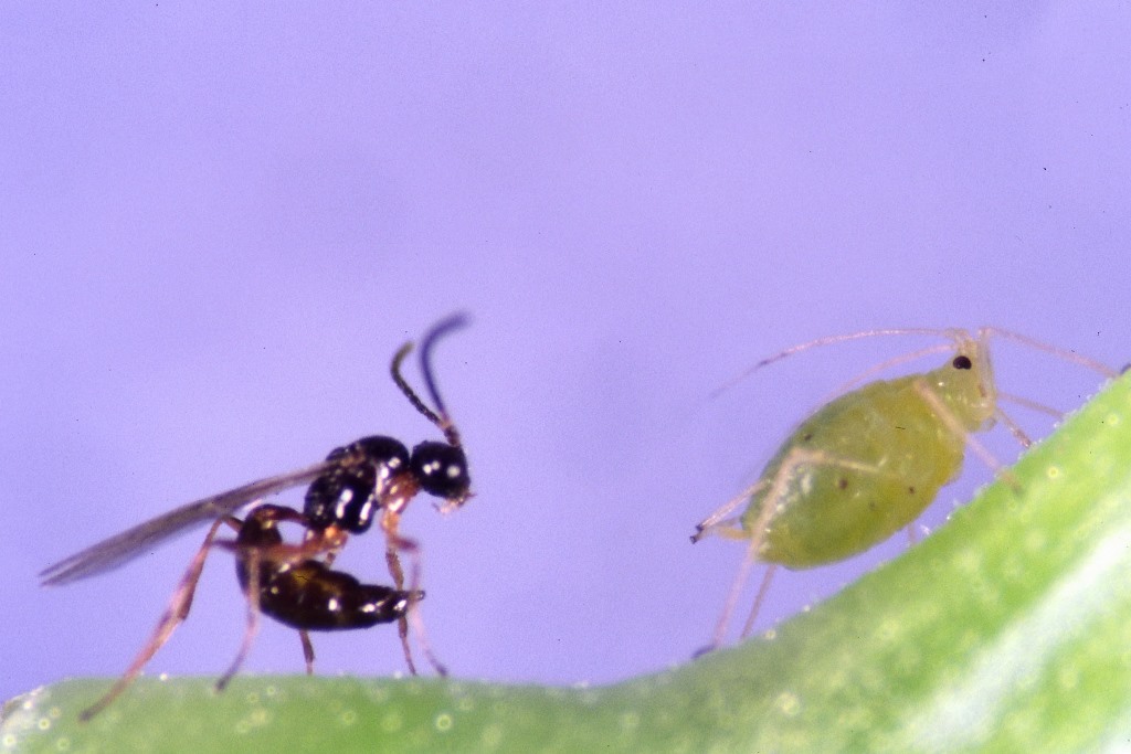 Aphidius colemani 500 Stck. 