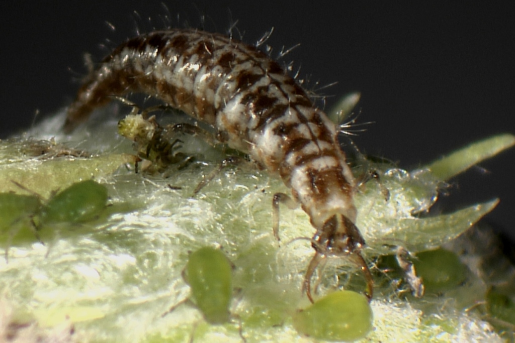 Florfliegenlarven gegen Blattläuse u.a. 500 Stück 