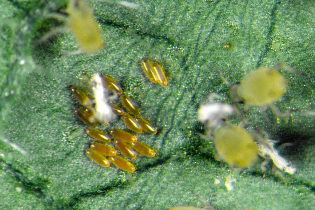 Gallmücken (Aphidoletes) 400 Stück 