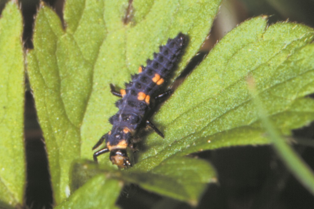 Adalia bipunctata 60 Larven 