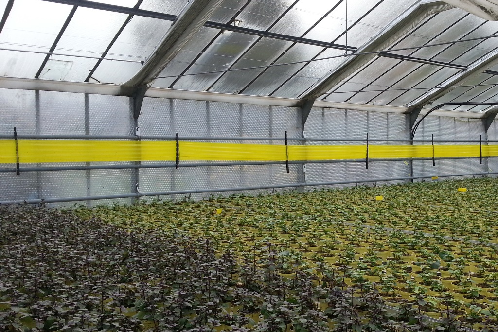 Rollfolie gelb 30 cm x 100 m 