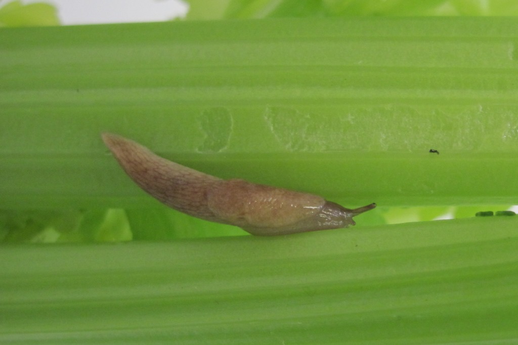 Nemaslug-Nematoden gegen Schnecken 12 Mio. für 40m² 