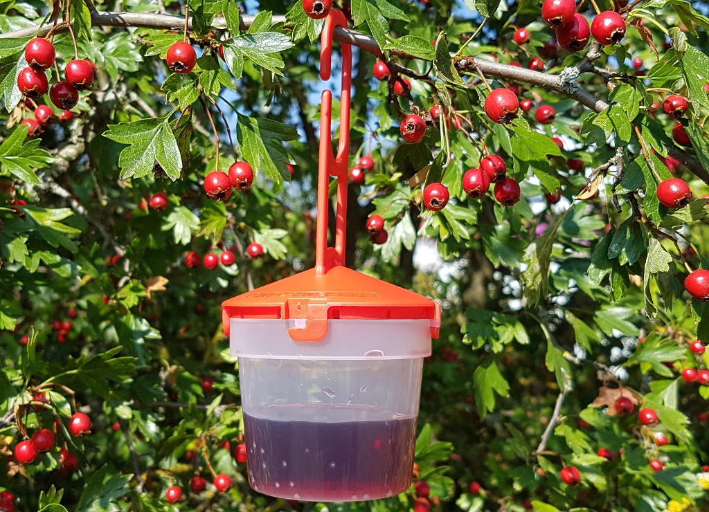 Falle für Kirschessigfliege Drosophila suzukii 