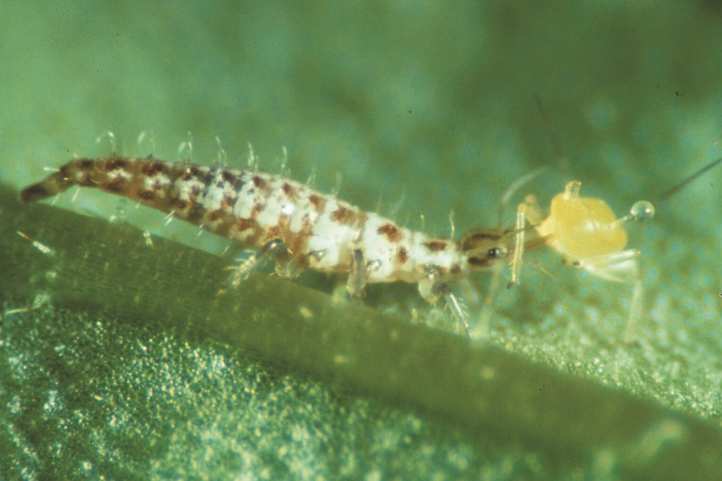 ChrysoCard 24 Karten 