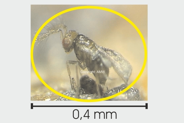 Trichogr. g.Speisemotten 3 Lief.je 12 Kärtchen+Fallen 