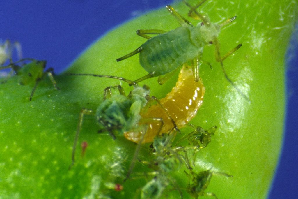 Gallmücken (Aphidoletes) 400 Stück 
