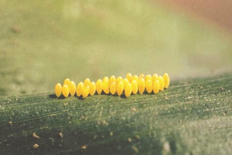 Adalia bipunctata 60 Larven 