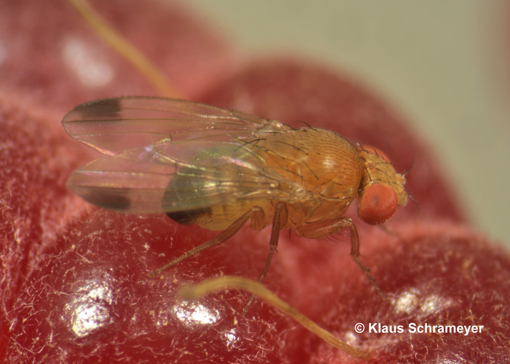 Falle für Kirschessigfliege Drosophila suzukii 